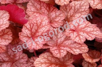 Гейхера Спарклинг Бургунди Heuchera Sparkling Burgundy