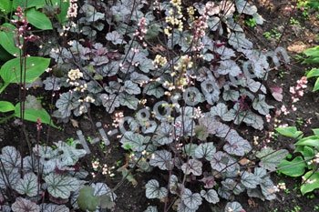 Гейхера Принц оф Сильвер Heuchera Prince of Silver