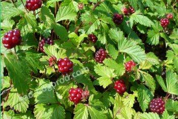 Агротехника княженики: где растет, как посадить и размножить