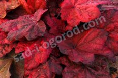 Гейхера Отумн Ливс Autumn Leaves
