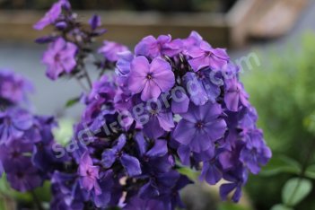 Флокс метельчатый Блю Парадайз Phlox paniculata Blue Paradise