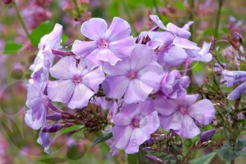 Флокс метельчатый Блю Парадайз Phlox paniculata Blue Paradise