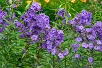 Флокс метельчатый Блю Парадайз Phlox paniculata Blue Paradise