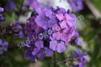 Флокс метельчатый Блю Парадайз Phlox paniculata Blue Paradise