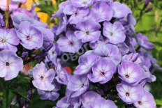 Флокс метельчатый Джефф'с Блю Phlox paniculata Jeffs Blue
