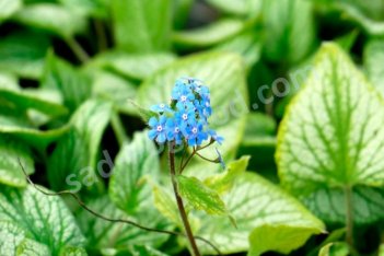 Бруннера крупнолистная Хадспен Крим Brunnera macrophylla Hadspen Cream