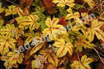 Гейхерелла Санрайз Фоллс Heucherella Sunraise Falls