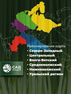 Лук-севок Мячковский 300 0,5кг сетка