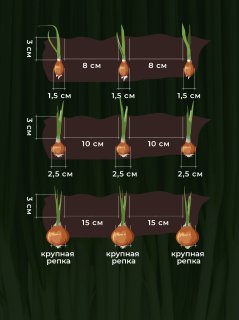 как сажать севок лука Мячковский на грядку