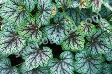 Гейхера Грин Спайс Heuchera Green Space