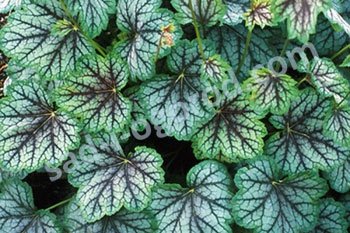 Гейхера Грин Спайс Heuchera Green Space