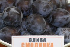 Слива Смолинка
