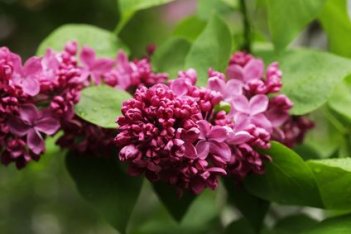 Сирень обыкновенная Карл Х Syringa vulgaris Charles X