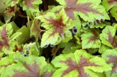 Тиарелла Неон Лайтс Tiarella Neon Lights
