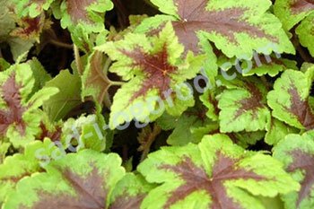 Тиарелла Неон Лайтс Tiarella Neon Lights