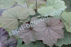 Гейхера Брауни Heuchera Brownies