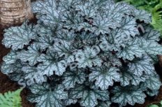 Гейхера Нептун Heuchera Neptune