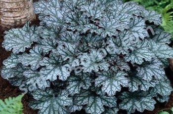 Гейхера Нептун Heuchera Neptune