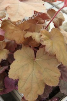 Гейхера Саузен Комфорт Heuchera Southern Comfort