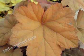 Гейхера Саузен Комфорт Heuchera Southern Comfort