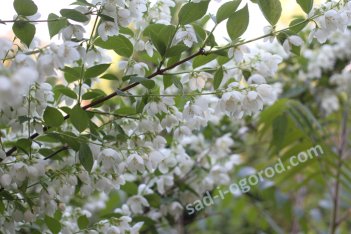 Чубушник Воздушный десант Philadelphus Vozdushny desant