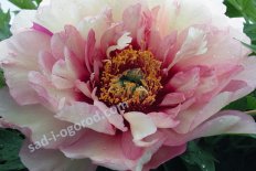 Пион Ито-гибрид Хилари Paeonia itoh Hilary