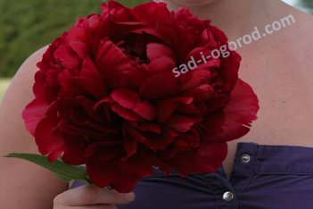 Пион молочноцветковый Генри Бокстос Paeonia Henry Bockstose