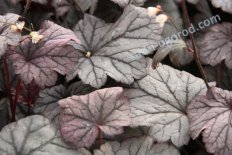 Гейхера Шанхай Heuchera Shanghai