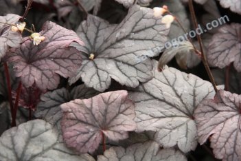 Гейхера Шанхай Heuchera Shanghai