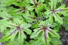 Тиарелла Старберст Tiarella Starburst