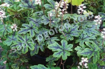 Тиарелла Хэппи Трейлс Tiarella Happy Trails