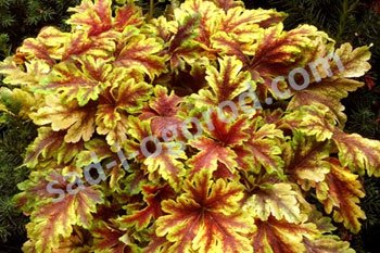 Гейхерелла Голден зебра Heucherella Golden zebra