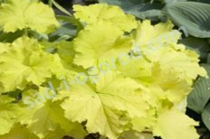 Гейхера Фисташ Heuchera Pistache