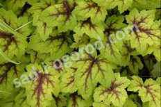 Гейхерелла Стоплайт Heucherella Stoplight