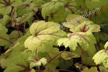 Гейхерелла Стоплайт Heucherella Stoplight