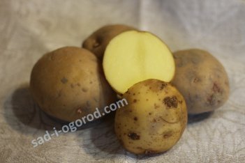 сорт Утро картофель семенной