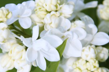 Сирень обыкновенная Защитникам Бреста Syringa vulgaris Zashchitnikam Bresta