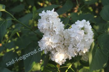 Сирень обыкновенная Защитникам Бреста Syringa vulgaris Zashchitnikam Bresta