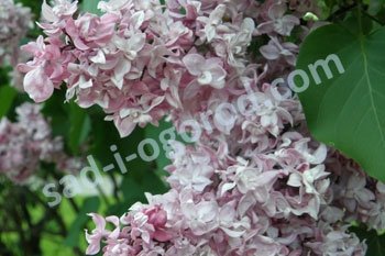 Сирень обыкновенная Олимпиада Колесникова Syringa vulgaris Olimpiada Kolesnikova