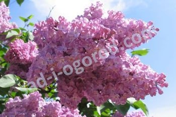 Сирень обыкновенная Олимпиада Колесникова Syringa vulgaris Olimpiada Kolesnikova