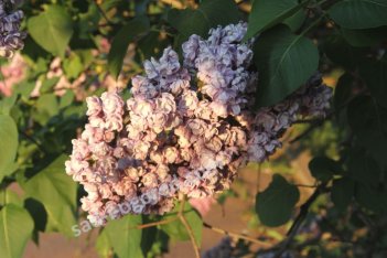 Сирень обыкновенная Ами Шотт Syringa vulgaris Ami Schott