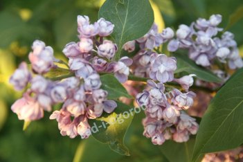 Сирень обыкновенная Ами Шотт Syringa vulgaris Ami Schott