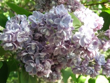 Сирень обыкновенная Ами Шотт Syringa vulgaris Ami Schott