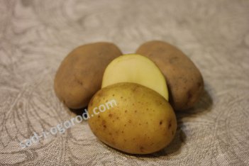 Сорт Невский семенной картофель