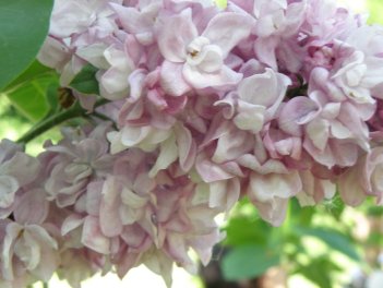 Сирень обыкновенная Катерина Хавемейер Syringa vulgaris Katherine Havemeyer