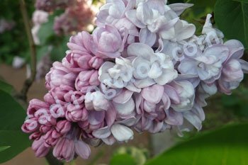 Сирень обыкновенная Петр Кончаловский Syringa vulgaris Petr Kontchalovskiy