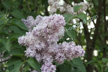 Сирень обыкновенная Память о Вавилове Syringa vulgaris Pamyat' о Vavilove
