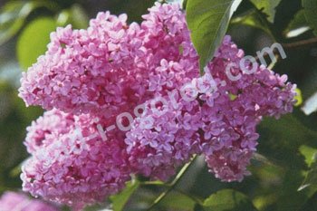 Сирень обыкновенная Вирджиния Беккер Syringa vulgaris Virginia Becker
