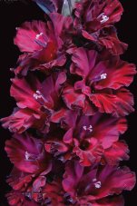Гладиолус Тамбов 1921 Gladiolus Tambov 1921