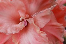 Гладиолус Розовое Гофре Gladiolus Rozovoe Gofre